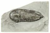 Silurian Trilobite (Trimerus) Fossil - New York #269869-1